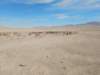 atacama2016160221160411dscn5927_small.jpg