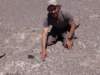 atacama2016160224152804dscf3252_small.jpg