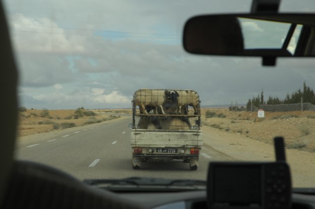 transportedeanimales.jpg